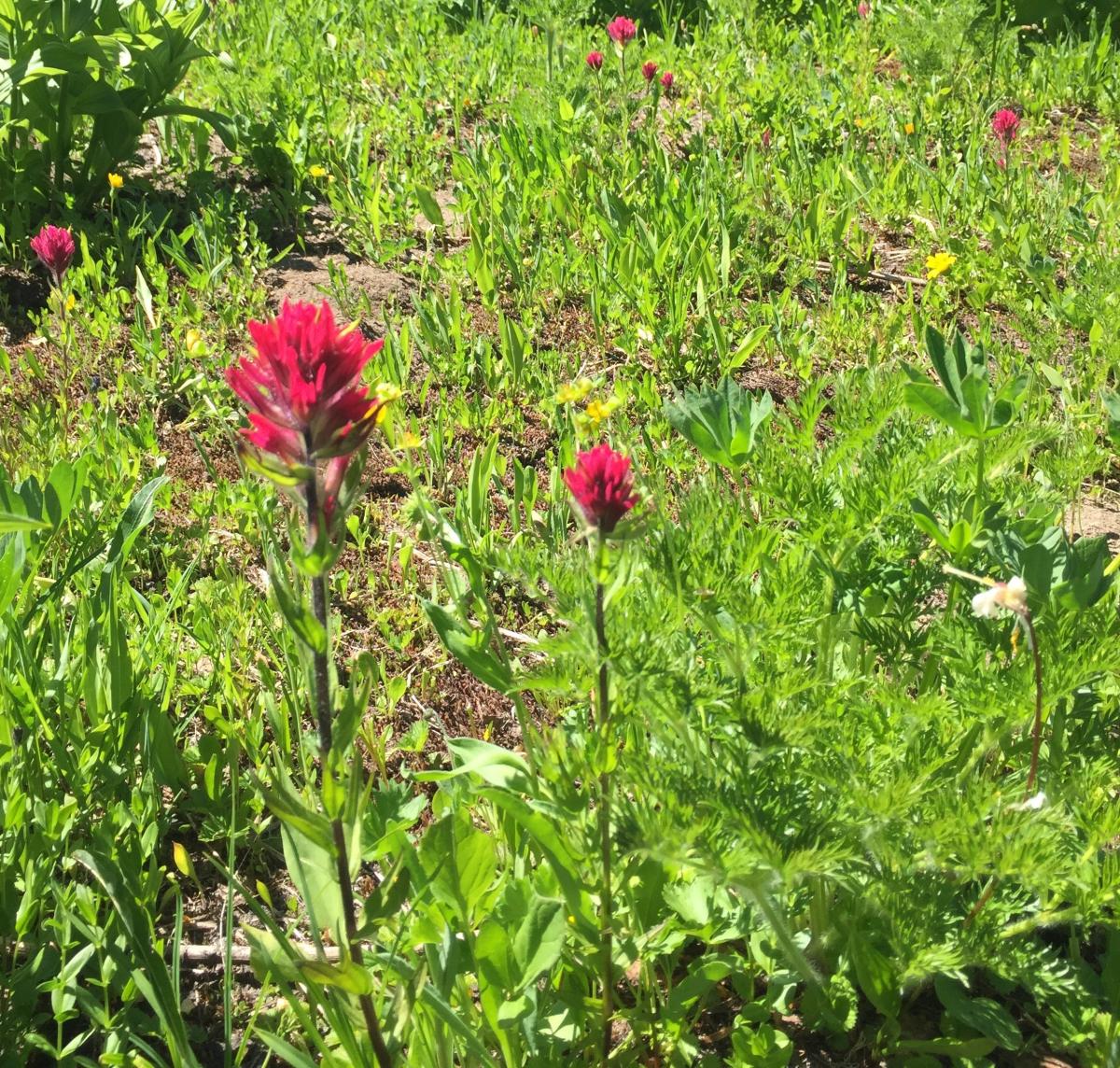 photo of red flowers