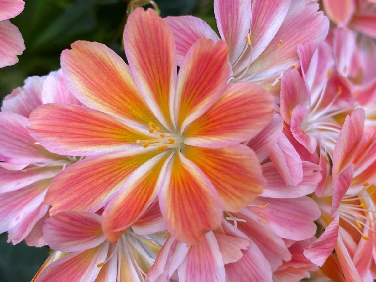 photo of pink flowers